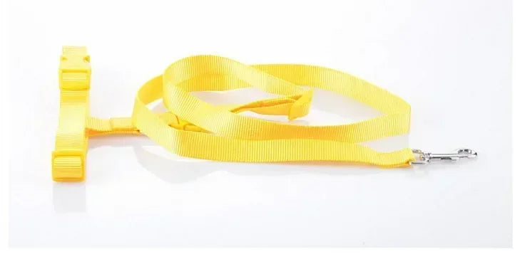 CN Guangdong Adjustable Belt Traction Pet Lead For Dogs